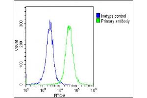 Overlay histogram showing Hela cells stained with (ABIN6243894 and ABIN6578868)(green line). (MYL1 抗体  (AA 101-135))