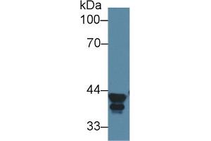 Detection of ALDOA in Human HepG2 cell lysate using Polyclonal Antibody to Aldolase A, Fructose Bisphosphate (ALDOA) (ALDOA 抗体  (AA 18-273))