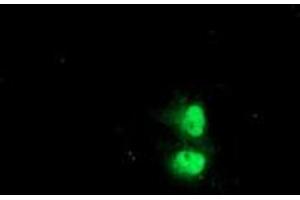 Anti-C1orf50 mouse monoclonal antibody (ABIN2454835) immunofluorescent staining of COS7 cells transiently transfected by pCMV6-ENTRY C1orf50 (RC200134). (C1ORF50 抗体)