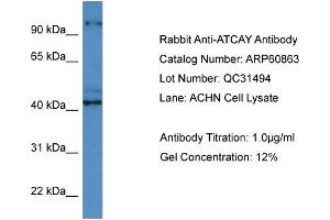 Western Blotting (WB) image for anti-Ataxia, Cerebellar, Cayman Type (ATCAY) (C-Term) antibody (ABIN2788611) (ATCAY 抗体  (C-Term))
