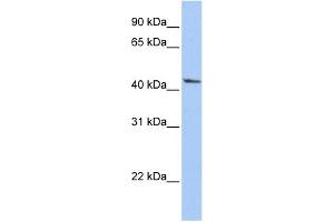 WB Suggested Anti-IGFBP2 Antibody Titration: 0. (IGFBP2 抗体  (Middle Region))