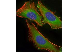 Immunofluorescent analysis of 4 % paraformaldehyde-fixed, 0. (CD59 抗体  (AA 74-110))