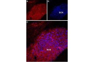 Expression of Melatonin receptor type 1A in rat supra-chiasmatic nucleus - Immunohistochemical staining of rat supra-chiasmatic nucleus (SCN) with Anti-Melatonin Receptor 1A (MTNR1A) Antibody (ABIN7043326, ABIN7044599 and ABIN7044600). (Melatonin Receptor 1A 抗体  (3rd Intracellular Loop))