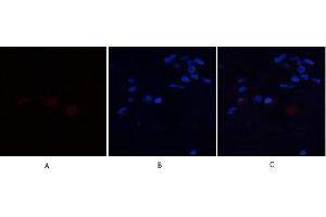 Immunofluorescence analysis of human-breast tissue. (Annexin a1 抗体  (AA 130-180))