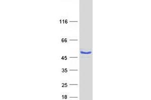 Western Blotting (WB) image for Molybdenum Cofactor Synthesis 3 (MOCS3) protein (Myc-DYKDDDDK Tag) (ABIN2726219)