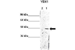 WB Suggested Anti-YBX1 Antibody    Positive Control:  Lane 1: 5ug mouse brain cytoplasm Lane 2: 5ug mouse brain nucleus   Primary Antibody Dilution :   1:1000  Secondary Antibody :  Anti rabbit - IR-dye  Secondry Antibody Dilution :   1:10,000   Submitted by:  Anonymous (YBX1 抗体  (Middle Region))