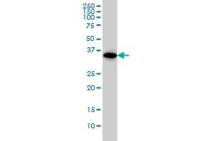 WDR58 monoclonal antibody (M01), clone 1F6 Western Blot analysis of WDR58 expression in A-431 . (THOC6 抗体  (AA 71-180))