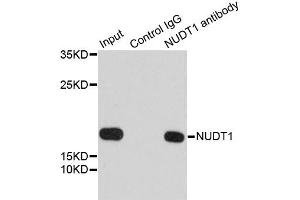 Immunoprecipitation analysis of 200ug extracts of 293T cells using 1ug NUDT1 antibody. (NUDT1 抗体)