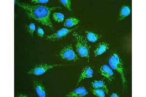 IF analysis of Hsp60 using anti-Hsp60 antibody (ABIN3043854). (HSPD1 抗体  (AA 260-496))