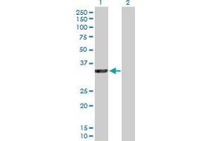 Western Blot analysis of RASSF5 expression in transfected 293T cell line by RASSF5 MaxPab polyclonal antibody. (RASSF5 抗体  (AA 1-265))