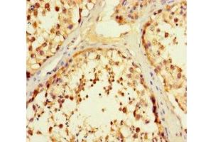 Immunohistochemistry of paraffin-embedded human testis tissue using ABIN7166464 at dilution of 1:100