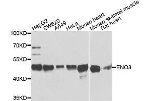Western blot analysis of extracts of various cells, using ENO3 antibody. (ENO3 抗体)