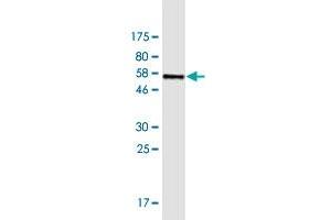 Western Blot detection against Immunogen (56. (FAM122A 抗体  (AA 1-287))