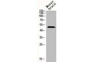 Western Blot analysis of MOUSE-BRAIN cells using Mnk1 Polyclonal Antibody (MKNK1 抗体  (Internal Region))
