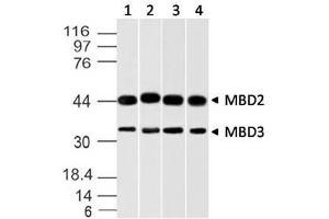 Image no. 1 for anti-Methyl-CpG Binding Domain Protein 3 (MBD3) (AA 1-290) antibody (ABIN5027348) (MBD3 抗体  (AA 1-290))