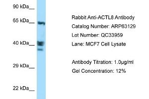 Western Blotting (WB) image for anti-Actin-Like 8 (ACTL8) (C-Term) antibody (ABIN2789385) (Actin-Like 8 抗体  (C-Term))