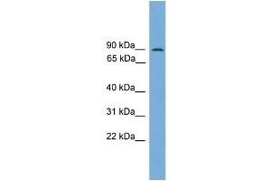 WB Suggested Anti-MAPK7 Antibody Titration: 0. (MAPK7 抗体  (Middle Region))