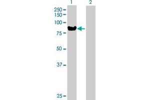 Western Blot analysis of TIAM2 expression in transfected 293T cell line by TIAM2 MaxPab polyclonal antibody. (TIAM2 抗体  (AA 1-626))