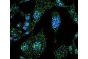 Immunofluorescence (IF) image for anti-Notch 3 (NOTCH3) (AA 2291-2321) antibody (ABIN3032032)