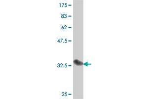 Western Blot detection against Immunogen (37 KDa) . (Caspase 2 抗体  (AA 121-220))