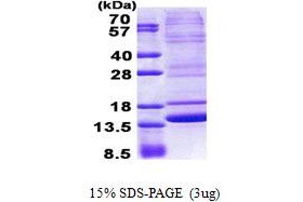 Neuromedin B Protein (AA 25-121) (His tag)