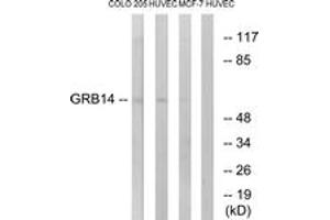 Western Blotting (WB) image for anti-Growth Factor Receptor-Bound Protein 14 (GRB14) (AA 81-130) antibody (ABIN2890351) (GRB14 抗体  (AA 81-130))