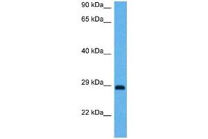 Host:  Mouse  Target Name:  BDNF  Sample Tissue:  Mouse Brain  Antibody Dilution:  1ug/ml (BDNF 抗体  (Middle Region))