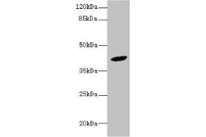 Western blot All lanes: HM13 antibody at 6 μg/mL + Mouse liver tissue Secondary Goat polyclonal to rabbit at 1/10000 dilution Predicted band size: 42, 47, 44, 37 kDa Observed band size: 42 kDa (H13 抗体  (AA 336-377))