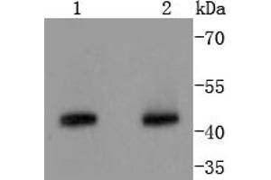 Lane 1: Hela, Lane 2: K562 lysates probed with Cyclin B2 (2F4) Monoclonal Antibody  at 1:1000 overnight at 4˚C. (Cyclin B2 抗体)