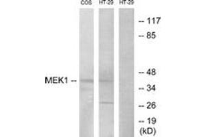 Western blot analysis of extracts from COS7/HT-29, using MEK1/2 (Ab-217) Antibody. (MEK1/2 抗体  (AA 189-238))