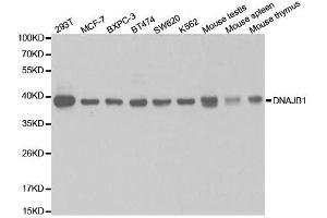 Western blot analysis of extracts of various cell lines, using DNAJB1 antibody. (DNAJB1 抗体  (AA 1-340))