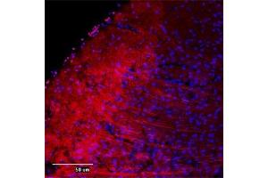 Immunofluorescence (IF) image for anti-Microtubule-Associated Protein 2 (MAP2) (AA 350-400) antibody (ABIN350476)