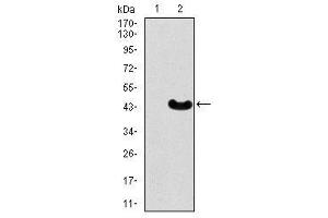 Image no. 2 for anti-Myocyte Enhancer Factor 2C (MEF2C) antibody (ABIN1490566) (MEF2C 抗体)