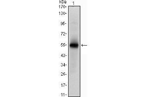 Western Blotting (WB) image for anti-Musashi Homolog 1 (Drosophila) (MSI1) antibody (ABIN969294)