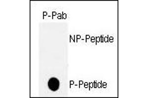 Dot blot analysis of anti-hp53-T18 Phospho-specific Pab (ABIN389626 and ABIN2839626) on nitrocellulose membrane. (p53 抗体  (pThr18))