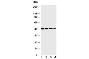Western blot testing of Cystathionase antibody and Lane 1:  SMMC-7721 (CTH 抗体  (C-Term))