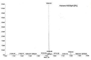 Mass Spectrometry (MS) image for Histone 3 (H3) (pSer10) protein (ABIN2669560) (Histone 3 Protein (H3) (pSer10))