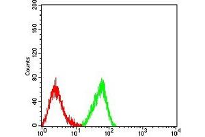 Flow cytometric analysis of HL-60 cells using CD344 mouse mAb (green) and negative control (red). (FZD4 抗体  (AA 37-222))