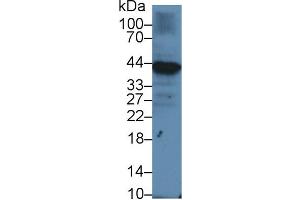Western blot analysis of Human Raji cell lysate, using Human Iga Antibody (1 µg/ml) and HRP-conjugated Goat Anti-Rabbit antibody ( (CD79a 抗体  (AA 36-219))