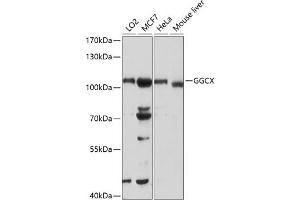 Western blot analysis of extracts of various cell lines, using GGCX antibody (ABIN6129015, ABIN6141069, ABIN6141070 and ABIN6218918) at 1:1000 dilution. (GGCX 抗体  (AA 479-758))