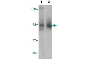 Western blot analysis of ZBTB5 in mouse brain tissue lysate with ZBTB5 polyclonal antibody  at (1) 1 and (2) 2 ug/mL. (ZBTB5 抗体  (C-Term))
