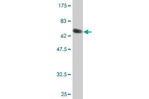 Western Blotting (WB) image for anti-RUN Domain Containing 3A (RUNDC3A) (AA 1-405) antibody (ABIN524307)