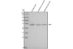Western blot analysis of UBA3 using anti-UBA3 antibody (AZQ7ZVX6).