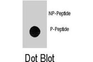 Dot blot analysis of TEK (phospho Y1113) polyclonal antibody  on nitrocellulose membrane. (TEK 抗体  (pTyr1113))