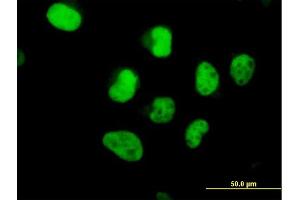 Immunofluorescence of  purified  MaxPab antibody to POLA2 on HeLa cell. (POLA2 抗体  (AA 1-598))