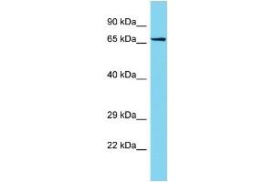 Host: Rabbit Target Name: PTGES3L-AARSD1 Sample Type: Jurkat Whole Cell lysates Antibody Dilution: 1. (PTGES3L-AARSD1 抗体  (N-Term))