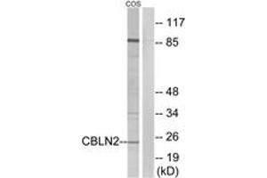 Western blot analysis of extracts from COS cells, using CBLN2 Antibody. (CBLN2 抗体  (AA 161-210))