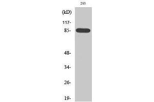 Western Blotting (WB) image for anti-BR Serine/threonine Kinase 1 (BRSK1) (Internal Region) antibody (ABIN3183559)