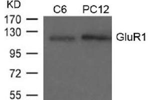 Image no. 1 for anti-Glutamate Receptor 1 (GLUR1) (AA 847-851) antibody (ABIN197512) (Glutamate Receptor 1 抗体  (AA 847-851))