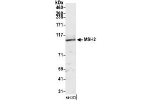 Western Blotting (WB) image for anti-Mismatch Repair Protein 2 (MSH2) (AA 1-50) antibody (ABIN7449896) (MSH2 抗体  (AA 1-50))